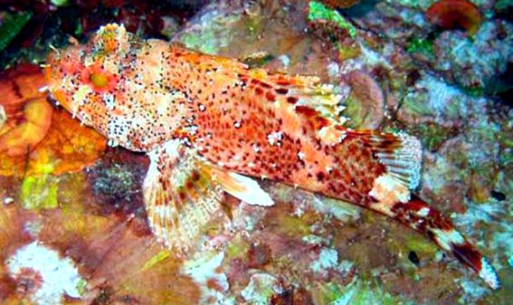 Scorpaena maderensis_06.jpg